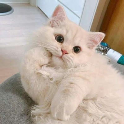 عرا ف علی avatar